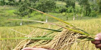 Foto: Nueva variedad de arroz del INTA, adaptada a la variabilidad climática