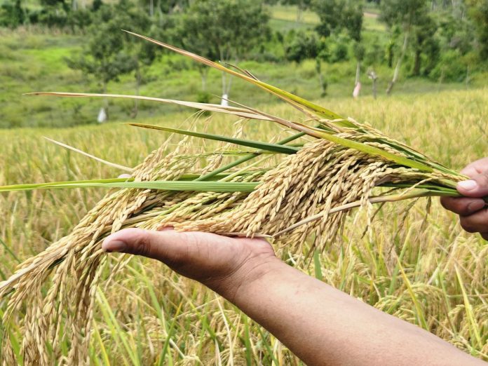 Foto: Nueva variedad de arroz del INTA, adaptada a la variabilidad climática Foto: Nueva variedad de arroz del INTA, adaptada a la variabilidad climática