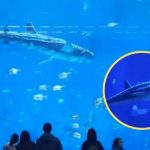 ¡Causa furor! En un acuario  robot «Ballena» reemplaza a un ejemplar real Foto: ofreciendo a sus visitantes una exhibición de un tiburón ballena/Cortesía