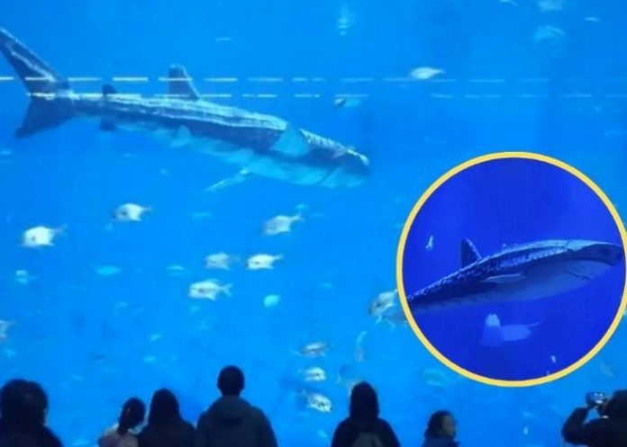 Foto: ofreciendo a sus visitantes una exhibición de un tiburón ballena/Cortesía Foto: ofreciendo a sus visitantes una exhibición de un tiburón ballena/Cortesía