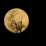 ¿Estás listo para disfrutar de la Superluna más cercana del 2024? Foto: Espectáculo de superluna /cortesía