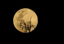 ¿Estás listo para disfrutar de la Superluna más cercana del 2024? Foto: Espectáculo de superluna /cortesía