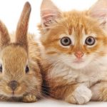 Mente macabra: niño de 9 años entró a veterinaria y mató a 20 animalitos Foto: Niño ingresa a veterinaria y mata a más de 20 animales /Cortesía