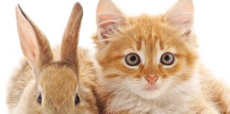 Foto: Niño ingresa a veterinaria y mata a más de 20 animales /Cortesía