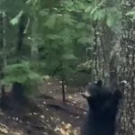 Tremendo susto se llevó un oso al toparse con unos ciclistas (VIDEO) Foto: El susto del Oso /cortesía