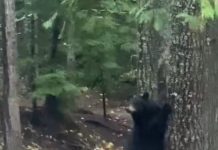 Tremendo susto se llevó un oso al toparse con unos ciclistas (VIDEO) Foto: El susto del Oso /cortesía
