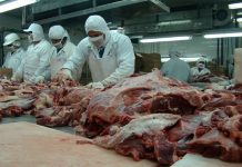 Impresionante producción y exportación de carne en Nicaragua Foto: Impresionante producción y exportación de carne en Nicaragua / Cortesía