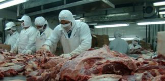 Foto: Impresionante producción y exportación de carne en Nicaragua / Cortesía