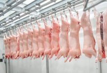 Impulsando la producción de carne porcina en Nicaragua Foto: Impulsando la Producción de Carne Porcina en Nicaragua/ Cortesía
