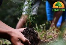 MARENA asumirá las funciones del INAFOR, indica nueva iniciativa de ley
