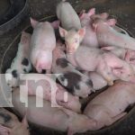 Lanzamiento de la escuela para la producción porcina en Chontales Foto: Lanzamiento de la escuela para la producción porcina en Chontales /TN8