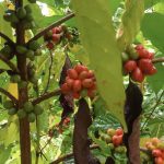 Foro Regional sobre Café Robusta en Nueva Guinea