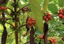 Foro Regional sobre Café Robusta en Nueva Guinea