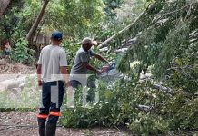 Vientos fuertes derriban árboles y postes del tendido eléctrico en Rivas Foto: fuertes vientos que azotan el departamento de Rivas/TN8