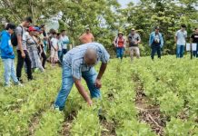 INTA realiza talleres para controlar plaga de trips en cultivos de frijol Foto: INTA llevó a cabo el 28 de octubre una presentación sobre alternativas biológicas/Cortesía