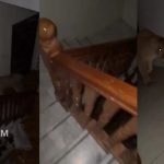 Con los pelos de punta quedó un hombre al encontrarse con dos leonas Foto: Hombre sobrevive a una noche con leonas /cortesía