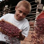 Cosecha de frijol rojo avanza con éxito en Nicaragua