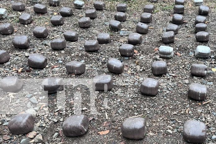 Foto: Ejército de Nicaragua sigue en pie de lucha contra el narcotráfico: incautan 386 paquetes de marihuana en Jalapa/TN8 Foto: Ejército de Nicaragua sigue en pie de lucha contra el narcotráfico: incautan 386 paquetes de marihuana en Jalapa/TN8
