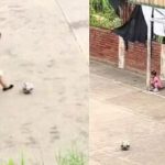 Emotivo video muestra a una abuelita jugando fútbol con su nieto Foto: Abuelita juega con su nieto /cortesía