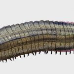 Descubren cabeza de milpiés prehistórico gigante en Francia Foto: Descubren cabeza de milpiés prehistórico gigante en Francia