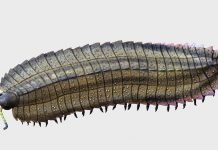 Descubren cabeza de milpiés prehistórico gigante en Francia Foto: Descubren cabeza de milpiés prehistórico gigante en Francia