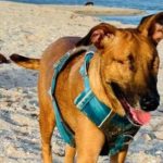 Indignante: Salvaje golpeó con un bate a una perrita hasta dejarla ciega