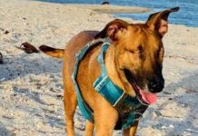 Indignante: Salvaje golpeó con un bate a una perrita hasta dejarla ciega