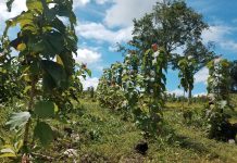 Exportación de madera generó US$8.5 millones en Nicaragua en 2024 Foto: Exportación de madera generó US$8.5 millones en Nicaragua en 2024/ Cortesía