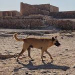 Apolo, el perro que sorprende al descender la pirámide de Egipto Foto: Apolo, el perro que sorprende al descender la pirámide de Egipto