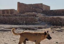 Apolo, el perro que sorprende al descender la pirámide de Egipto Foto: Apolo, el perro que sorprende al descender la pirámide de Egipto