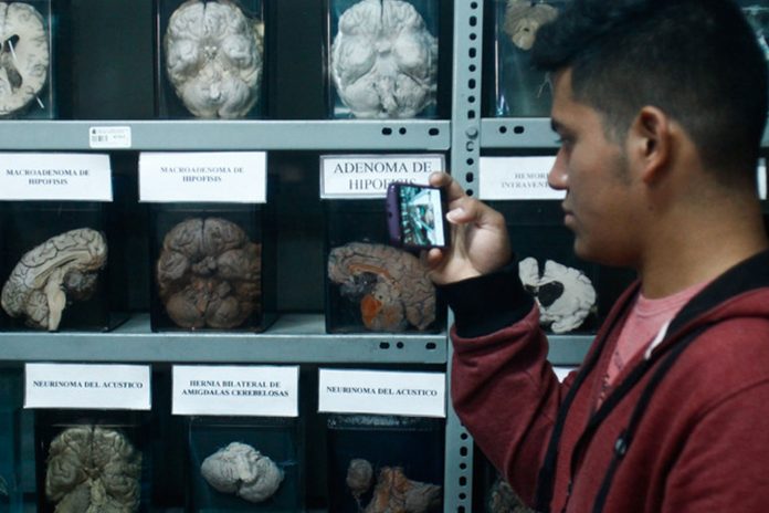 3 Foto: Estudio explica el funcionamiento del cerebro en la toma de decisiones / Cortesía