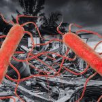 Alarma en Florida: infección de bacteria ‘carnívora’ lleva 13 muertos Foto: Alerta en Florida por infecciones de bacteria 'carnívora' /Cortesía