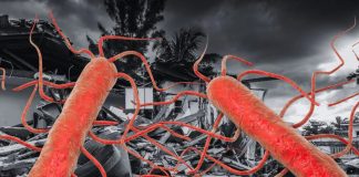 Foto: Alerta en Florida por infecciones de bacteria 'carnívora' /Cortesía