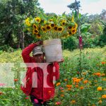 ¡Cultivo de flores en Masaya! Tradición que florece cada noviembre Foto: variedades de flores se encargan de adornar los campos santos/TN8