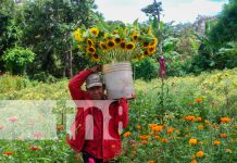 ¡Cultivo de flores en Masaya! Tradición que florece cada noviembre Foto: variedades de flores se encargan de adornar los campos santos/TN8