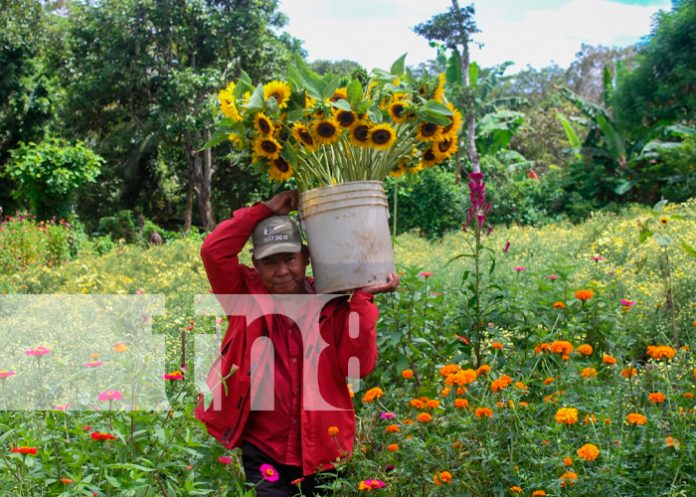 Foto: variedades de flores se encargan de adornar los campos santos/TN8 Foto: variedades de flores se encargan de adornar los campos santos/TN8