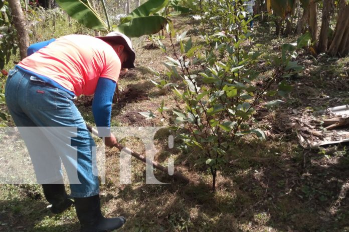 3 Foto: Mujeres de Nandaime implementan agricultura orgánica sin químicos/ TN8