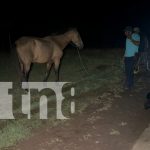Motociclista con severos golpes al impactar contra un equino en La Libertad, Chontales Foto: Motociclista con severos golpes al impactar contra un equino en La Libertad, Chontales/TN8