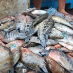 INPESCA intensifica vigilancia pesquera en Rivas y Río San Juan