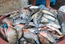 INPESCA capacita a técnicos y pescadores nicaragüenses para mejorar la pesca responsable