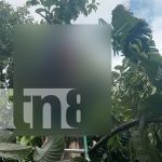 Tragedia en Matagalpa: joven pierde la vida al intentar recoger pijibayes Foto: Tragedia en Matagalpa un joven de 21 años pierde la vida tras una descarga eléctrica mientras intentaba recoger pijibayes/TN8