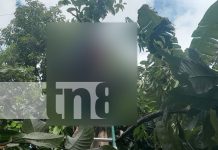 Tragedia en Matagalpa: joven pierde la vida al intentar recoger pijibayes Foto: Tragedia en Matagalpa un joven de 21 años pierde la vida tras una descarga eléctrica mientras intentaba recoger pijibayes/TN8