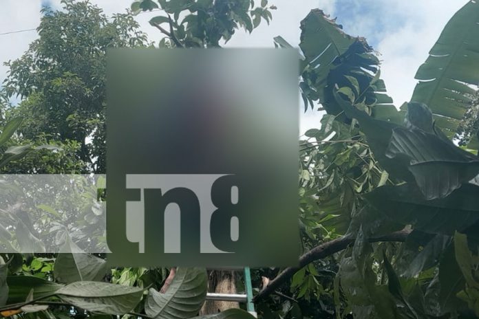 Foto: Tragedia en Matagalpa un joven de 21 años pierde la vida tras una descarga eléctrica mientras intentaba recoger pijibayes/TN8 Foto: Tragedia en Matagalpa un joven de 21 años pierde la vida tras una descarga eléctrica mientras intentaba recoger pijibayes/TN8