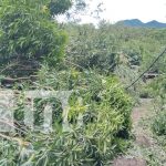 Intensas lluvias y fuertes vientos provocan caída de árboles en Ometepe Foto: intensas lluvias durante la madrugada en la Isla de Ometepe/TN8