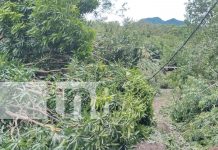 Intensas lluvias y fuertes vientos provocan caída de árboles en Ometepe Foto: intensas lluvias durante la madrugada en la Isla de Ometepe/TN8
