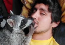 Conexiones entre humanos y animales no convencionales en redes sociales Foto: Conexiones entre humanos y animales no convencionales en redes sociales/ Cortesía