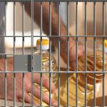 España desmantela red de fraude alimentario con 32 detenidos Foto: España desmantela red de fraude alimentario con 32 detenidos/ Cortesía