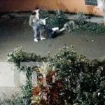 Machetazos, patadas y golpes: Terrible robo en Estelí (VIDEO) Foto: Fuerte agresión a machetazos para cometer un robo a un joven en un barrio de la ciudad de Estelí / TN8