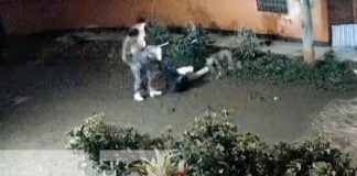 Foto: Fuerte agresión a machetazos para cometer un robo a un joven en un barrio de la ciudad de Estelí / TN8