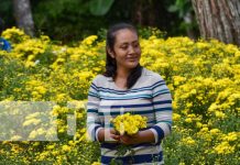 Corte de flores dinamiza la economía de las familias en Catarina, Masaya Foto: Corte de flores en Catarina / TN8